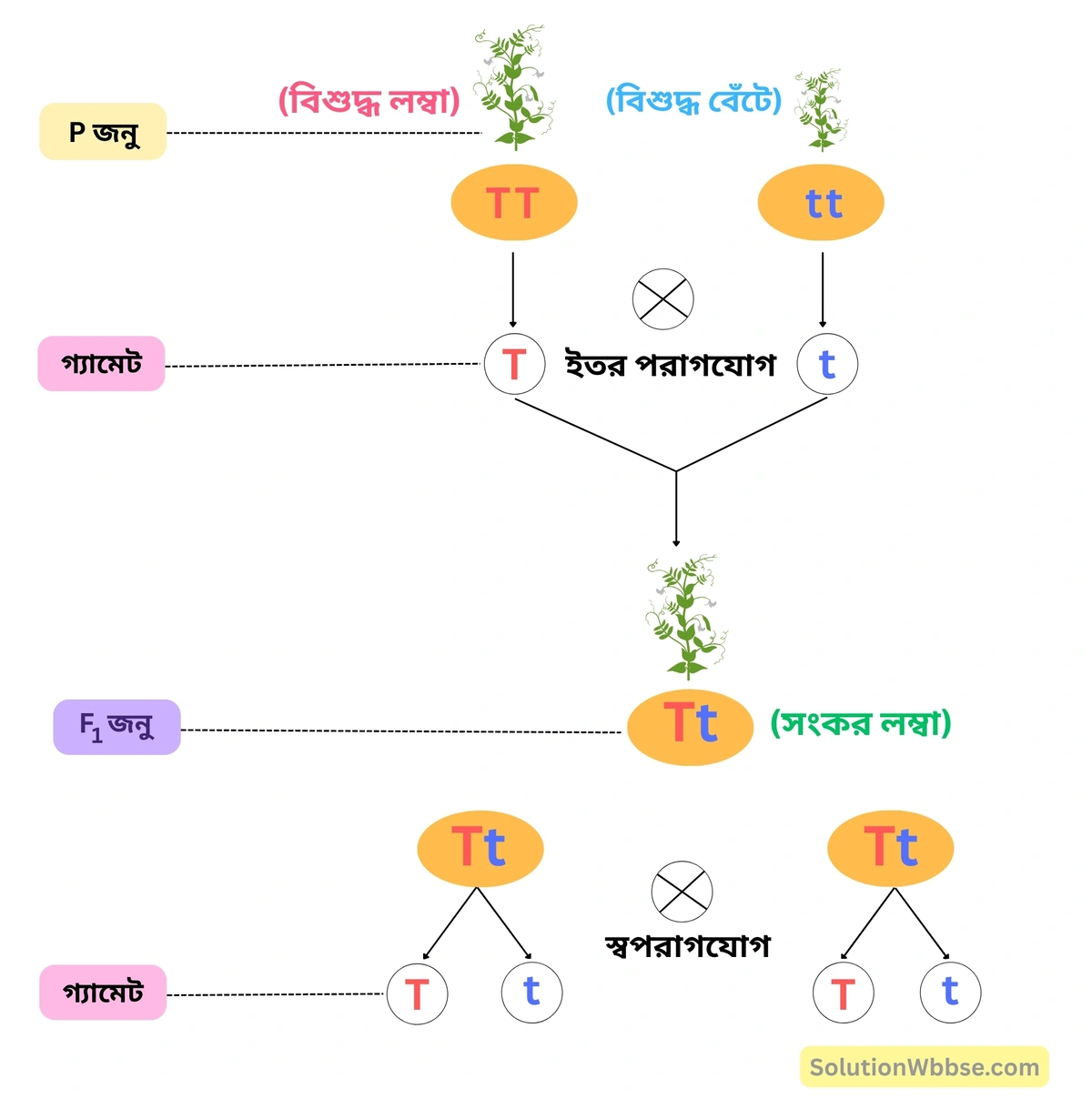 মেন্ডেলের একসংকর জননের পরীক্ষা-