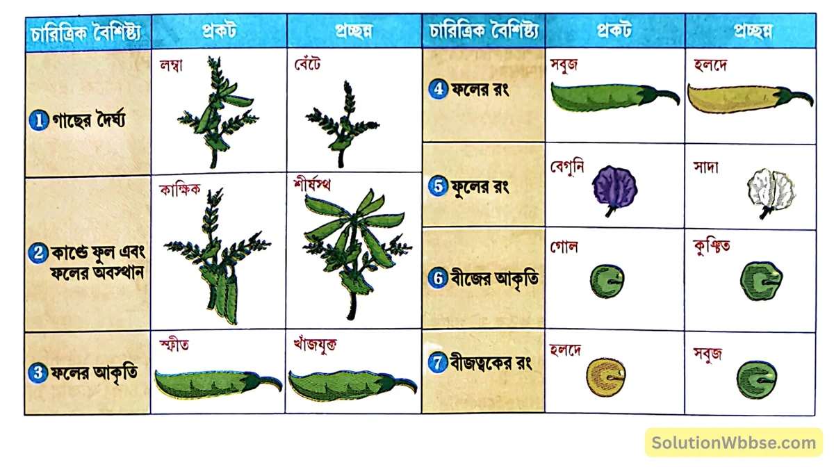 মেন্ডেল কর্তৃক নির্বাচিত সাত জোড়া বিপরীতধর্মী বৈশিষ্ট্য-