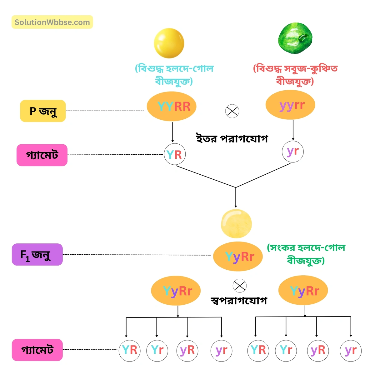 মেন্ডেল নির্বাচিত মটরগাছের বিপরীতধর্মী চারিত্রিক বৈশিষ্ট্য-