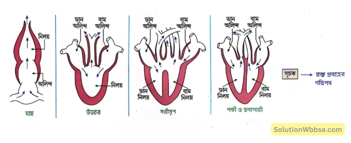 মাধ্যমিক জীবন বিজ্ঞান – অভিব্যক্তি ও অভিযোজন – অভিব্যক্তি – রচনাধর্মী প্রশ্নোত্তর 19 মেরুদন্ডী প্রাণীদের হৃৎপিন্ডের গঠন-
