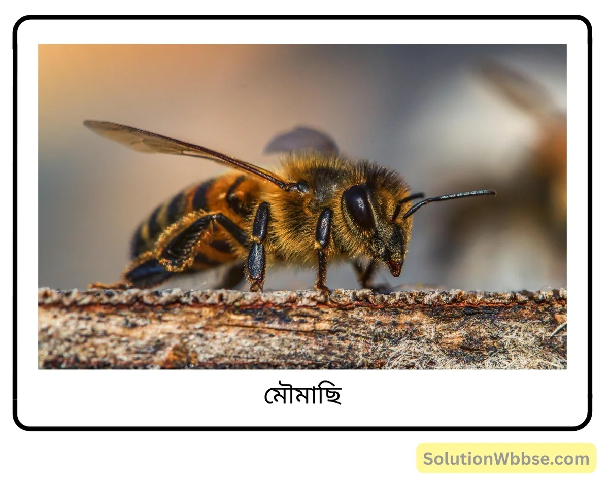 মাধ্যমিক জীবন বিজ্ঞান – অভিব্যক্তি ও অভিযোজন – আচরণ এবং অভিযোজন – সংক্ষিপ্ত প্রশ্নোত্তর 5 মৌমাছি-