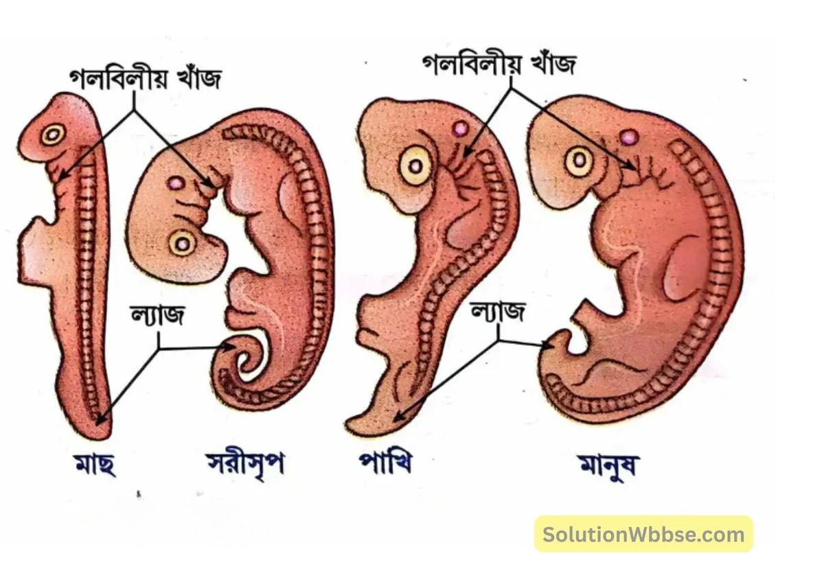 মাধ্যমিক জীবন বিজ্ঞান – অভিব্যক্তি ও অভিযোজন – অভিব্যক্তি – রচনাধর্মী প্রশ্নোত্তর 20 মৎস্য, সরীসৃপ, পক্ষী, স্তন্যপায়ীর ভ্রুণের সাদৃশ্য