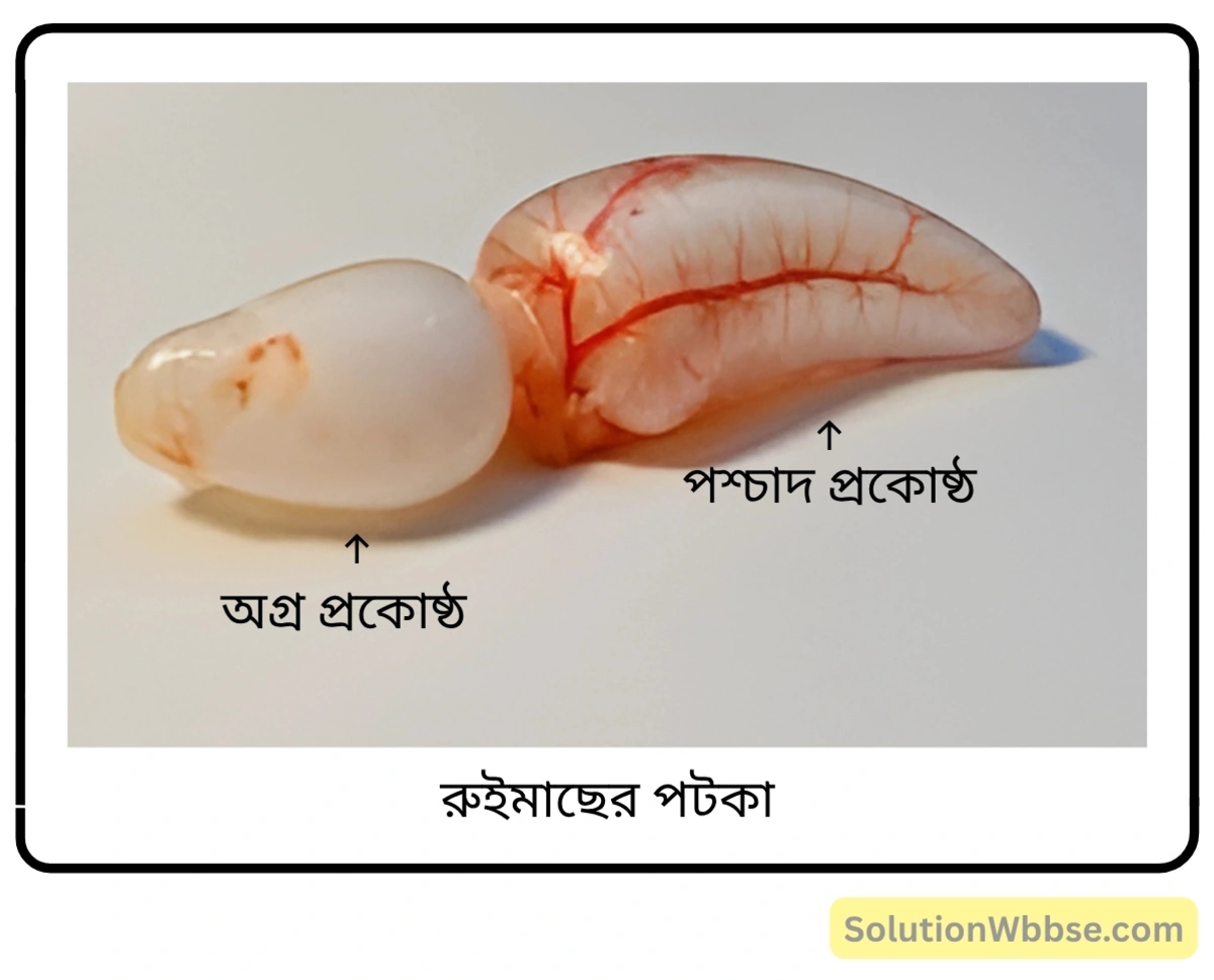 মাধ্যমিক জীবন বিজ্ঞান – অভিব্যক্তি ও অভিযোজন – আচরণ এবং অভিযোজন – সংক্ষিপ্ত প্রশ্নোত্তর 2 রুইমাছের পটকা-