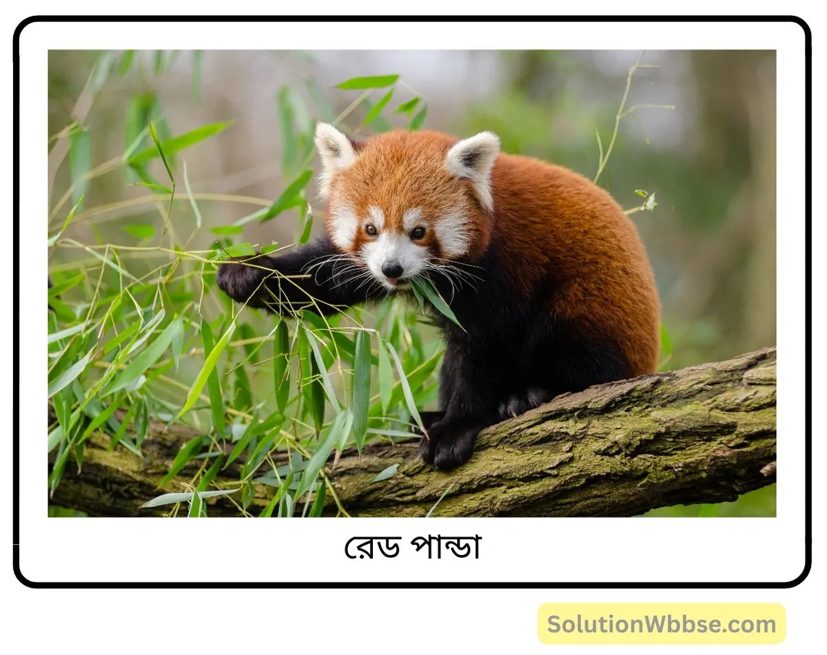 মাধ্যমিক জীবন বিজ্ঞান – পরিবেশ, তার সম্পদ এবং তাদের সংরক্ষণ – জীববৈচিত্র্য এবং সংরক্ষণ – রচনাধর্মী প্রশ্নোত্তর 12 রেড পান্ডা