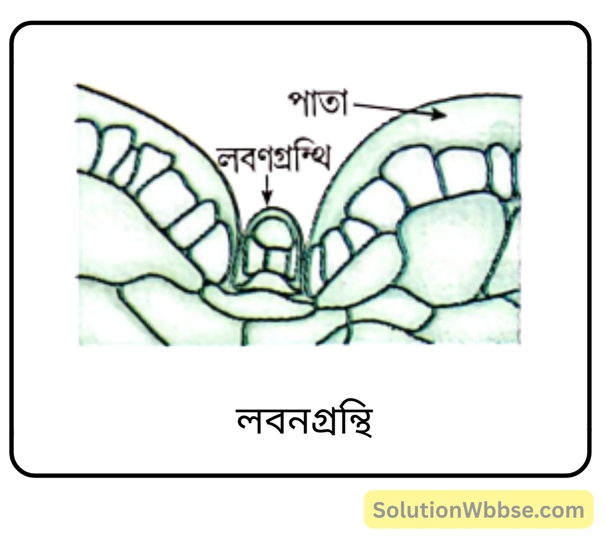 মাধ্যমিক জীবন বিজ্ঞান – অভিব্যক্তি ও অভিযোজন – আচরণ এবং অভিযোজন – অতিসংক্ষিপ্ত প্রশ্নোত্তর 3 লবণগ্রন্থি