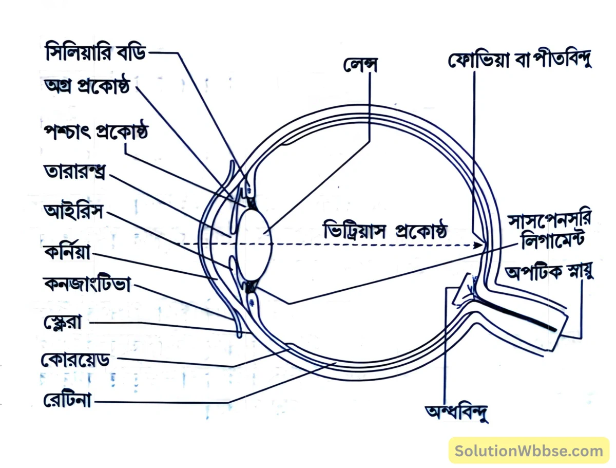 মাধ্যমিক জীবন বিজ্ঞান – জীবজগতে নিয়ন্ত্রণ ও সমন্বয় – প্রাণীদের সাড়াপ্রদান ও ভৌত সমন্বয় - স্নায়ুতন্ত্র - রচনাধর্মী প্রশ্নোত্তর 13 লম্বচ্ছেদে মানুষের চোখের বিভিন্ন অংশ-