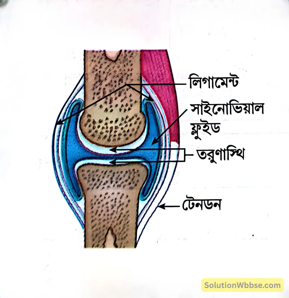 মাধ্যমিক জীবন বিজ্ঞান – জীবজগতে নিয়ন্ত্রণ ও সমন্বয় – প্রাণীদের সাড়াপ্রদানের একটি প্রকার হিসেবে গমন – সংক্ষিপ্ত প্রশ্নোত্তর 6 লিগামেন্ট ও টেনডন