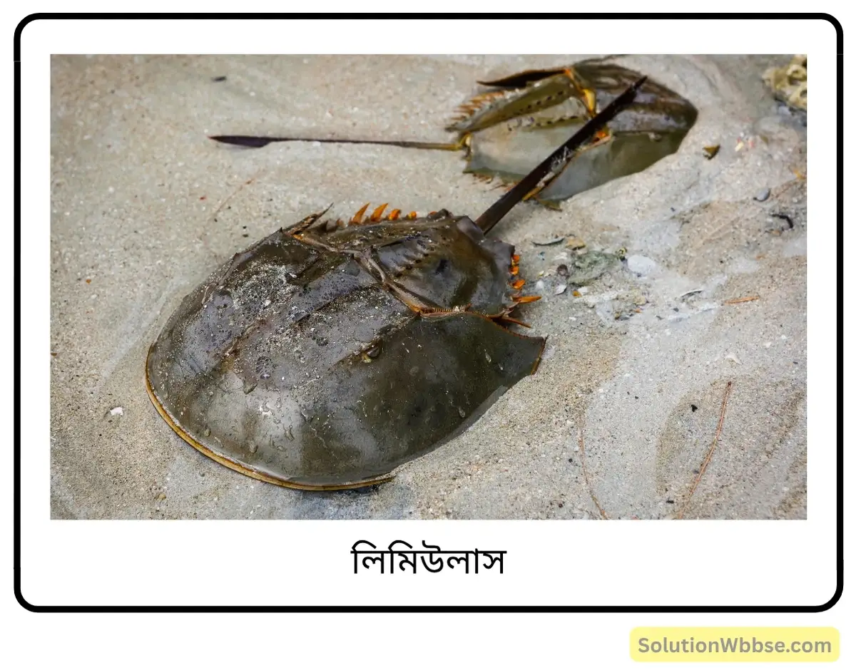 মাধ্যমিক জীবন বিজ্ঞান – অভিব্যক্তি ও অভিযোজন – অভিব্যক্তি – অতিসংক্ষিপ্ত প্রশ্নোত্তর 4 লিমিউলাস-