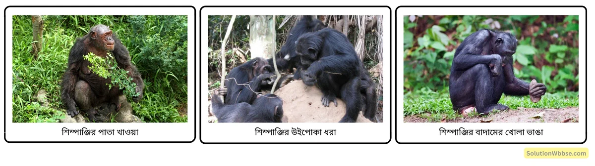 মাধ্যমিক জীবন বিজ্ঞান – অভিব্যক্তি ও অভিযোজন – আচরণ এবং অভিযোজন – রচনাধর্মী প্রশ্নোত্তর 6 শিম্পাঞ্জির অভিযোজন