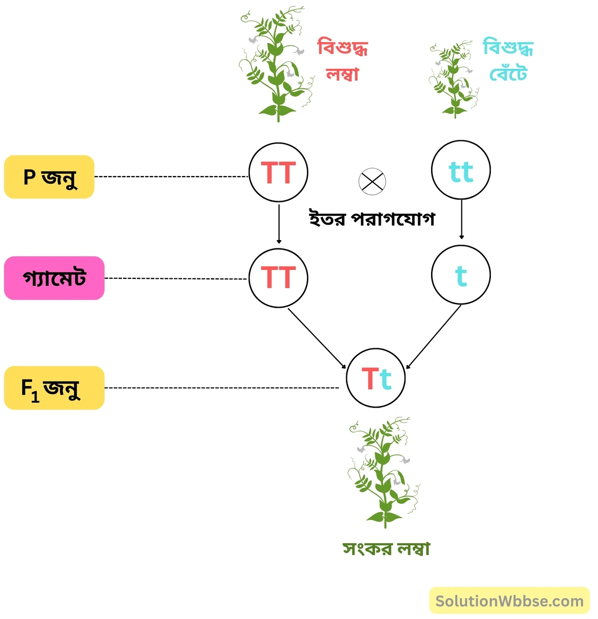 সংকরায়ণের পরীক্ষায় কীভাবে প্রকট গুণ প্রকাশিত হয় তা উদাহরণের সাহায্যে লেখো-