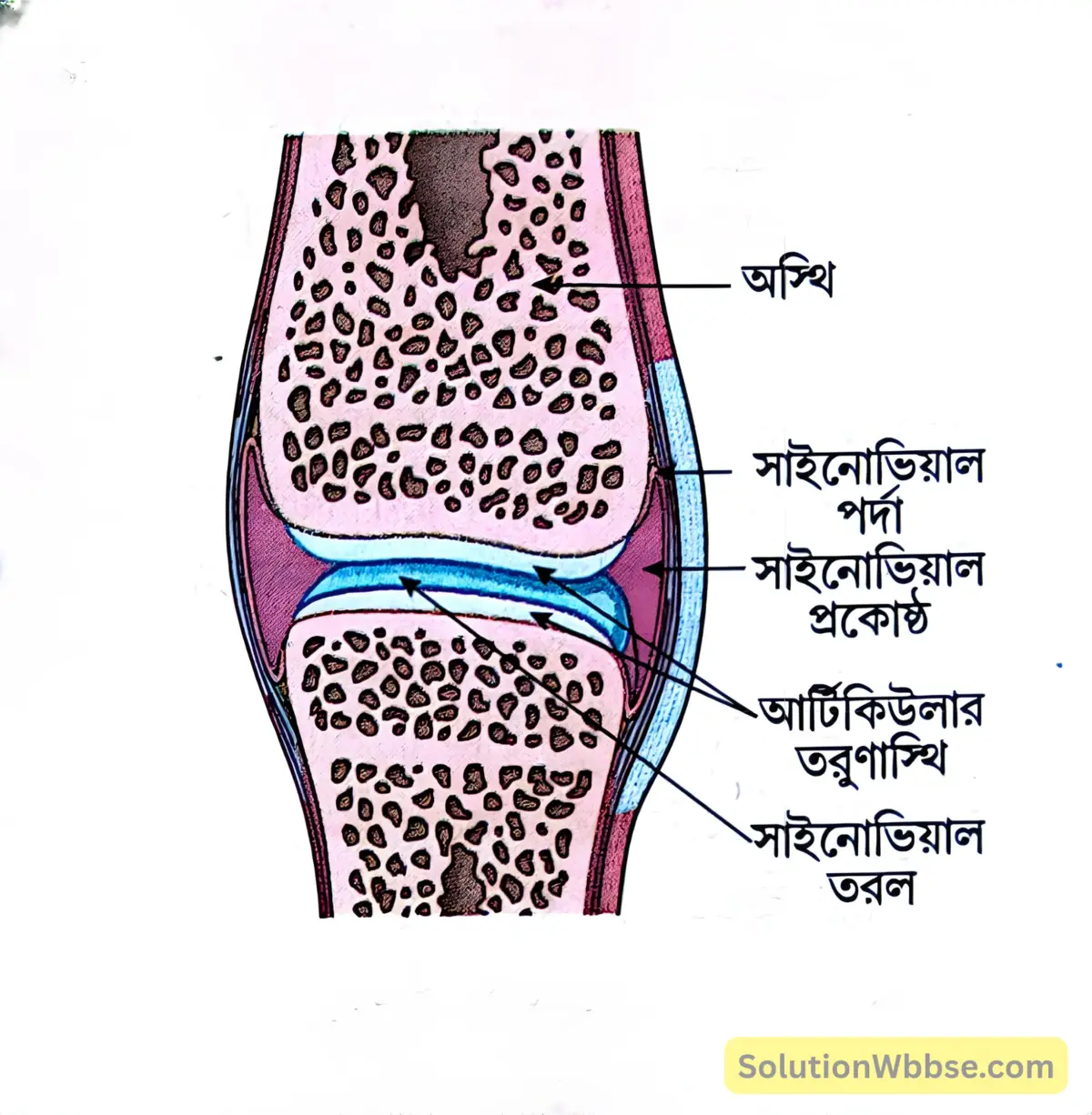সচল সন্ধি বা সাইনোভিয়াল সন্ধি