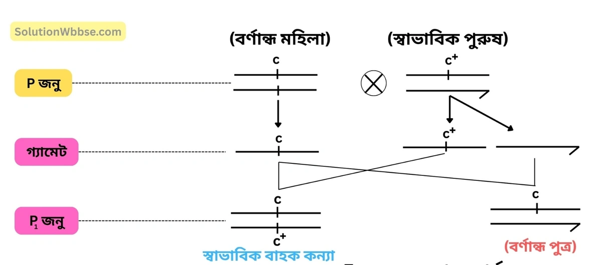 সন্তান-সন্ততির ফিনোটাইপ ও জিনোটাইপ