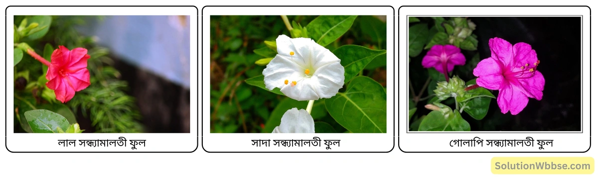 সন্ধ্যামালতী ফুল - লাল, সাদা, গোলাপি