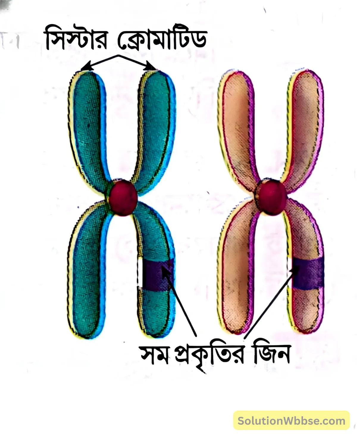 সমসংস্থ ক্রোমোজোম-