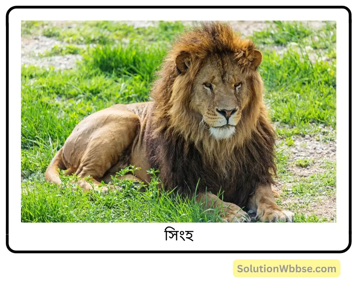 মাধ্যমিক জীবন বিজ্ঞান – পরিবেশ, তার সম্পদ এবং তাদের সংরক্ষণ – জীববৈচিত্র্য এবং সংরক্ষণ – রচনাধর্মী প্রশ্নোত্তর 10 সিংহ