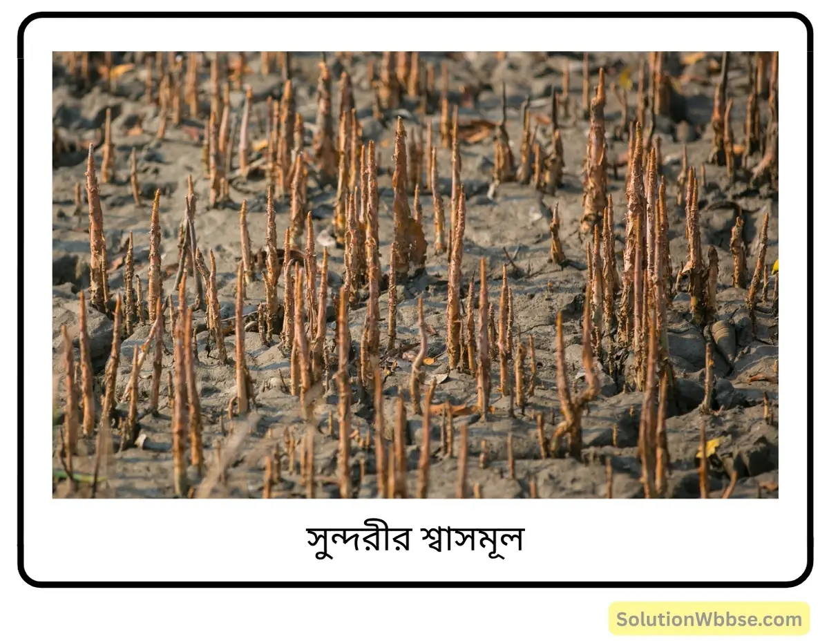 মাধ্যমিক জীবন বিজ্ঞান – অভিব্যক্তি ও অভিযোজন – আচরণ এবং অভিযোজন – রচনাধর্মী প্রশ্নোত্তর 4 সুন্দরীর শ্বাসমূল