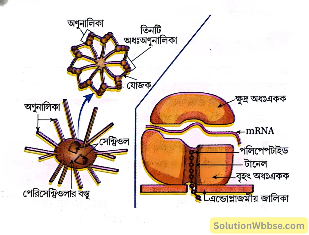সেন্ট্রোজোম এবং রাইবোজোম