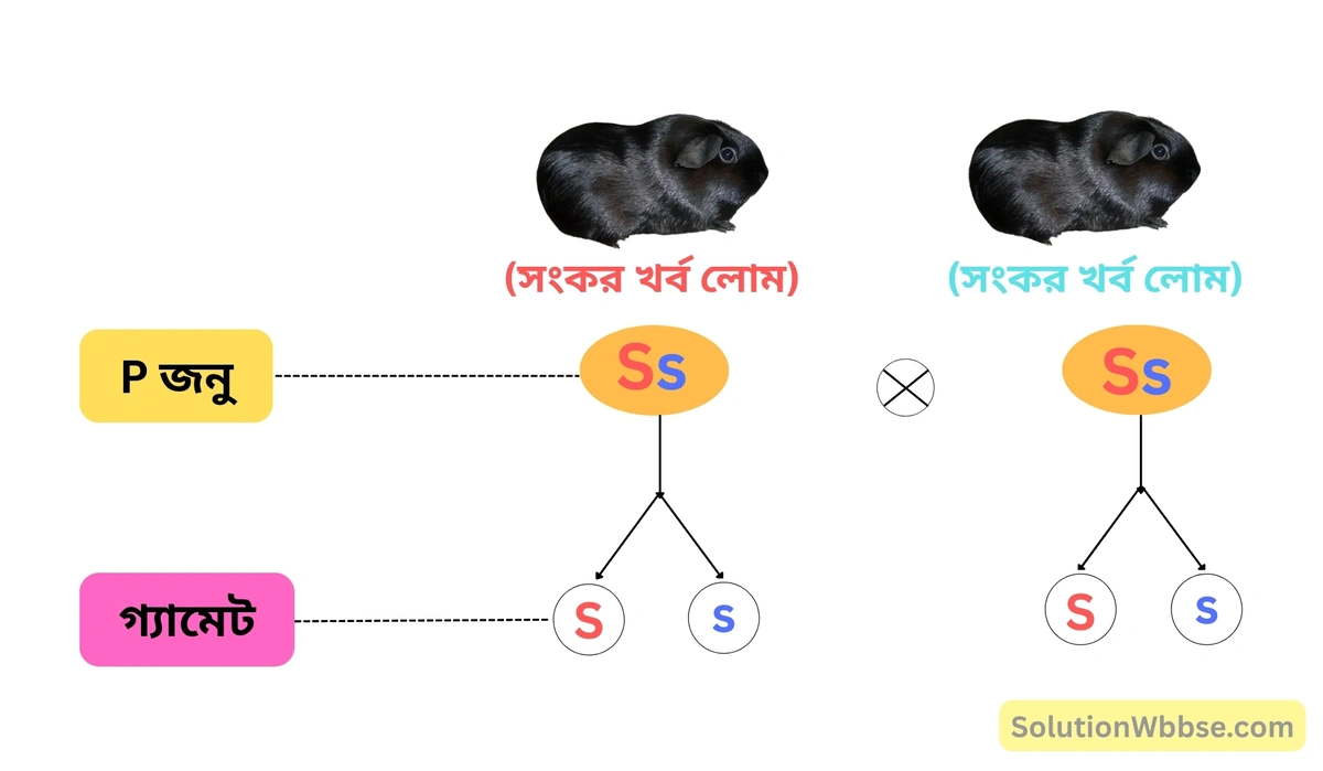 হেটেরোজাইগাস গিনিপিগের মধ্যে একসংকর জনন-