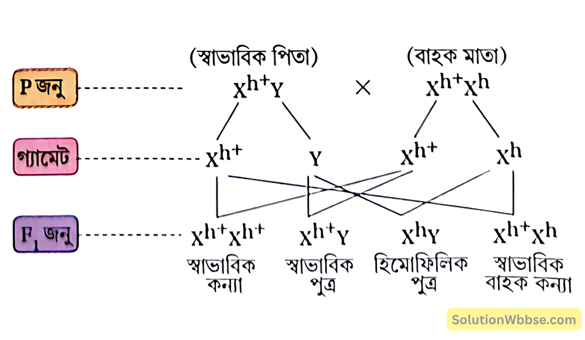 50% পুত্র স্বাভাবিক 50% পুত্র হিমোফিলিয়া ও 100% কন্যা স্বাভাবিক