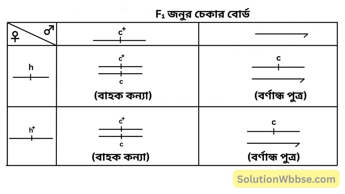 F₁ জনুর চেকার বোর্ড