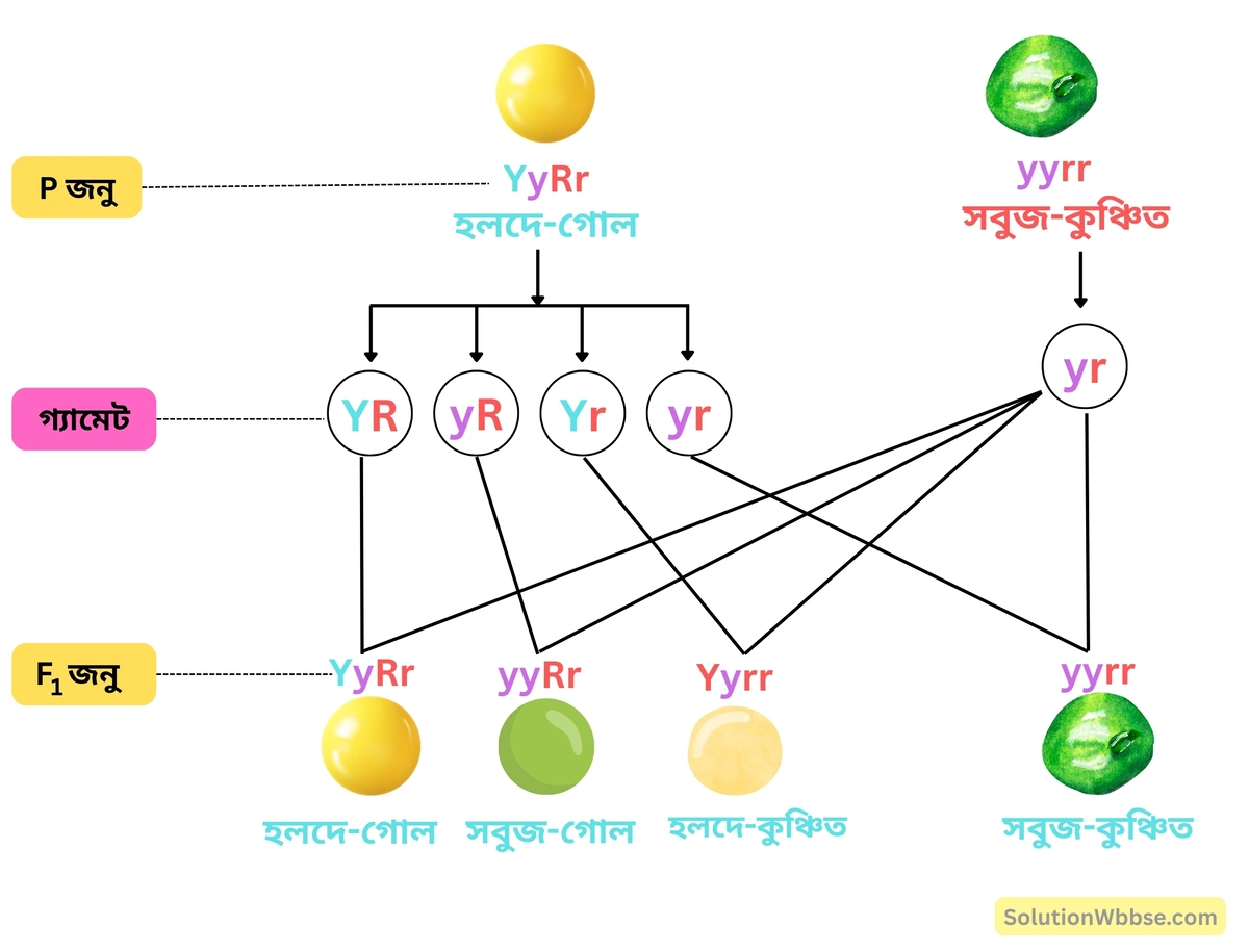 YyRr এবং yyrr -এর মধ্যে সংকরায়ণের ফলে উৎপন্ন অপত্যের ফিনোটাইপিক অনুপাত