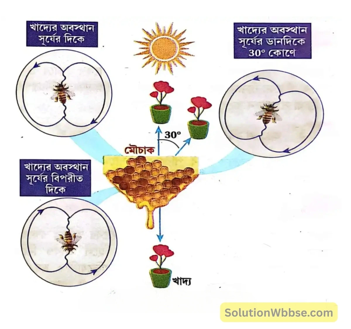 ওয়াগল নৃত্য