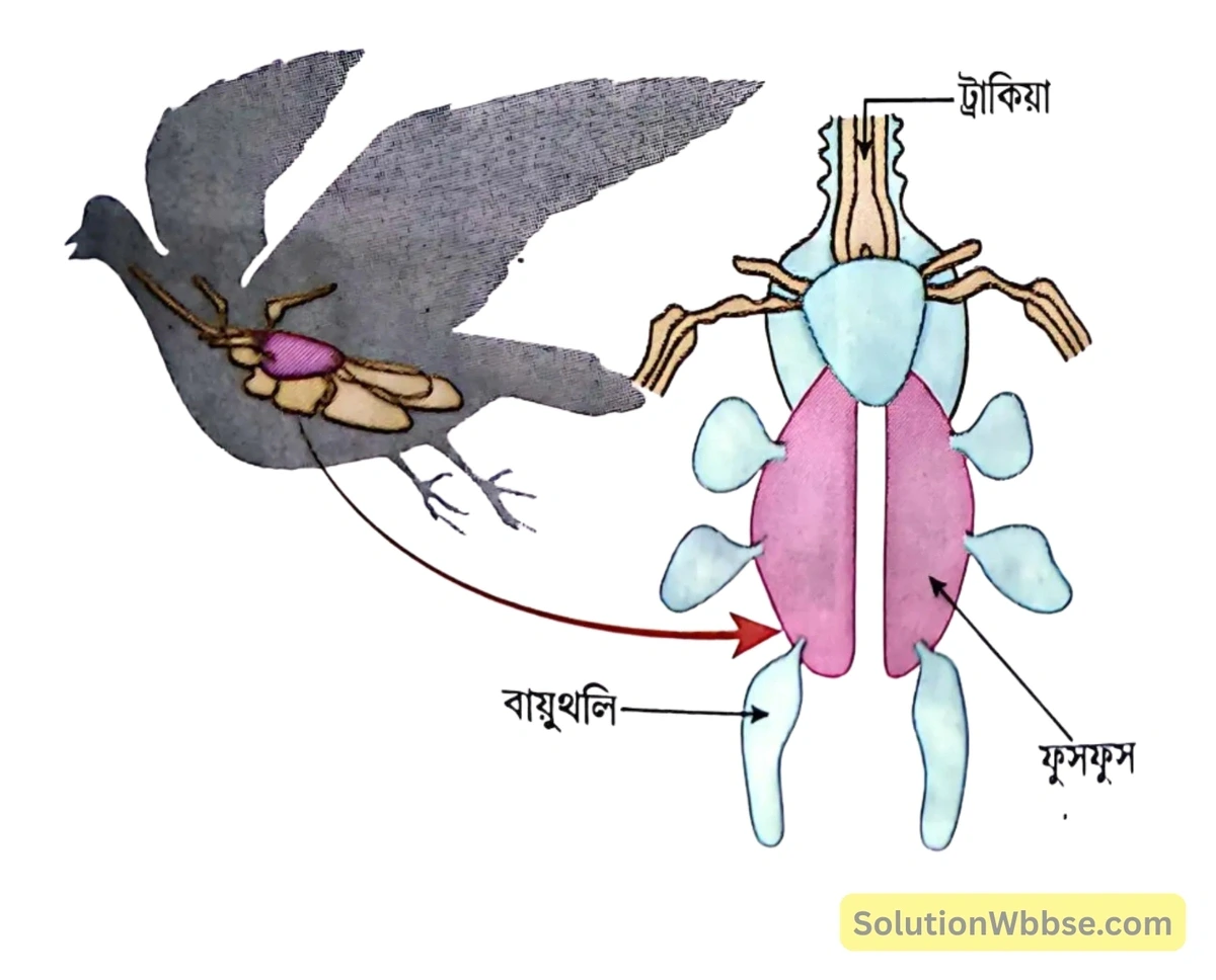 পায়রার ফুসফুস ও বায়ুথলি