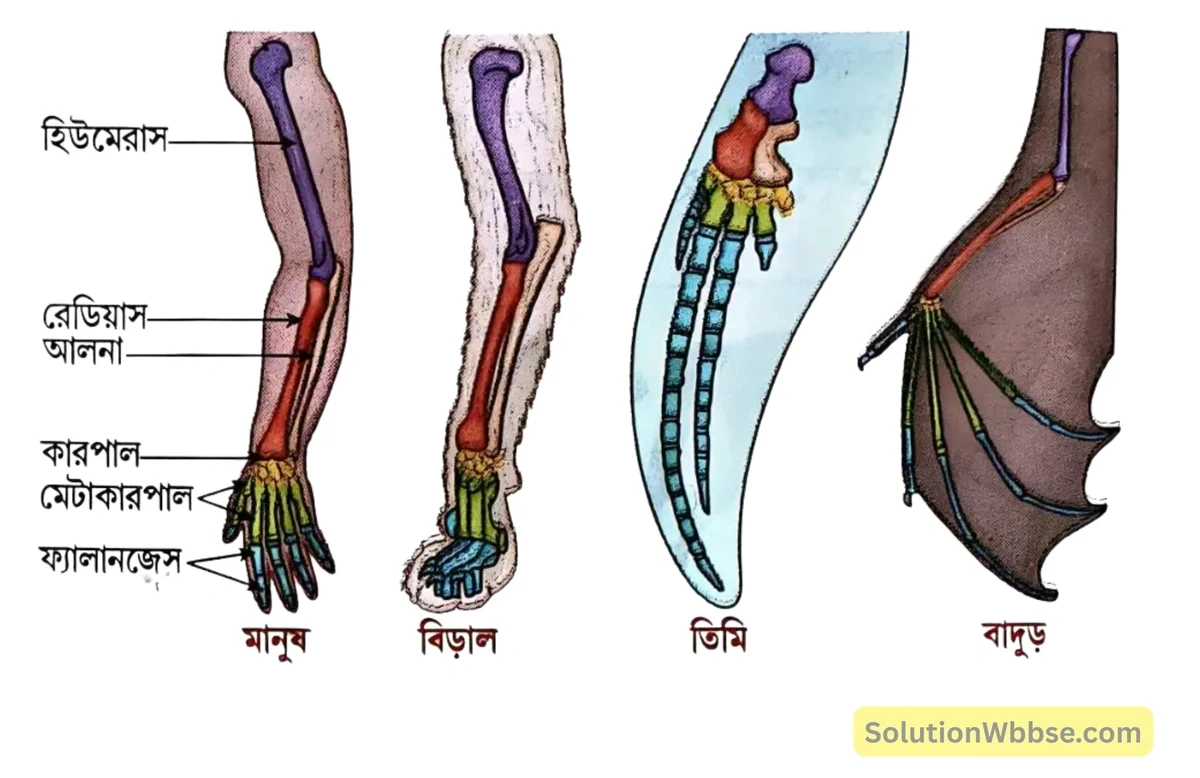 প্রাণী ও উদ্ভিদের সমসংস্থ অঙ্গ