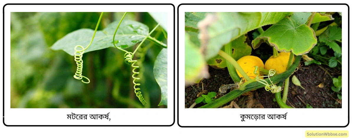 মটরের আকর্ষ, কুমড়োর আকর্ষ