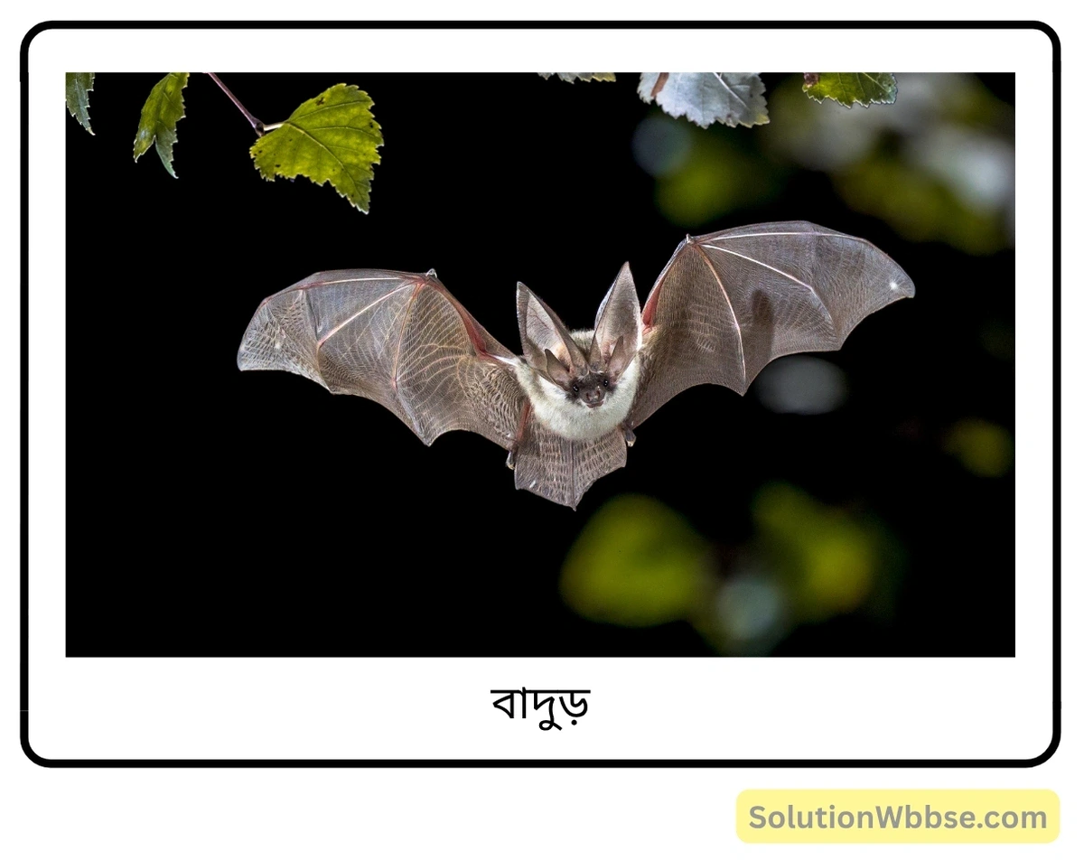 মুখ্য খেচর প্রাণী-বাদুড়