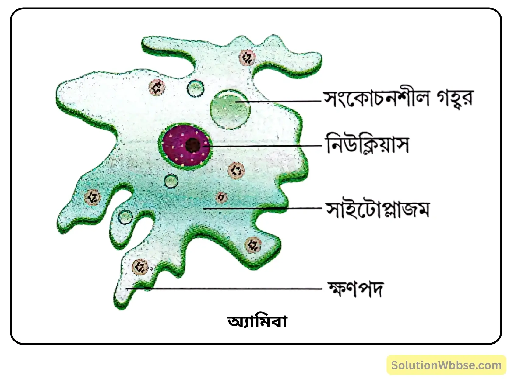 অ্যামিবা