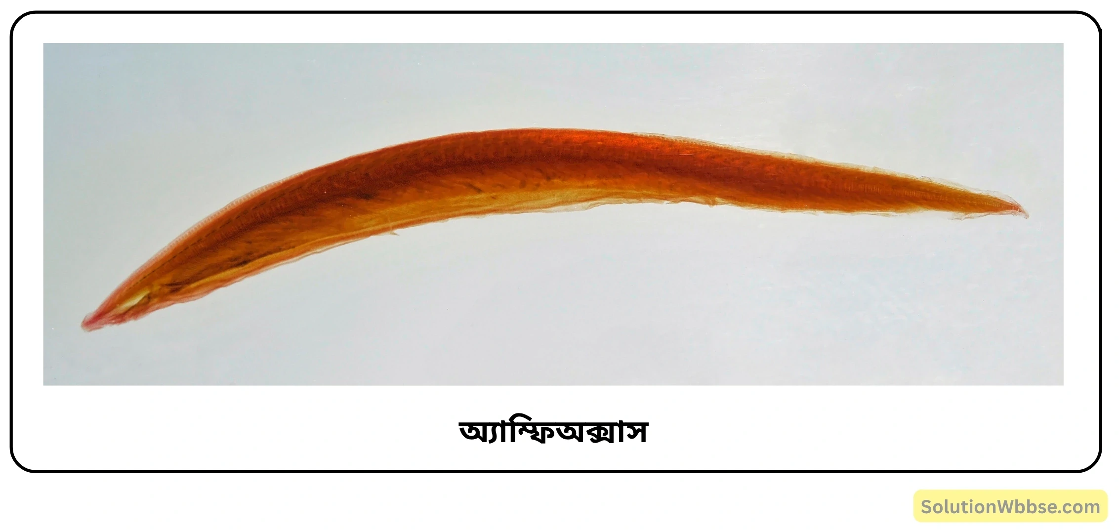 অ্যাম্ফিঅক্সাস