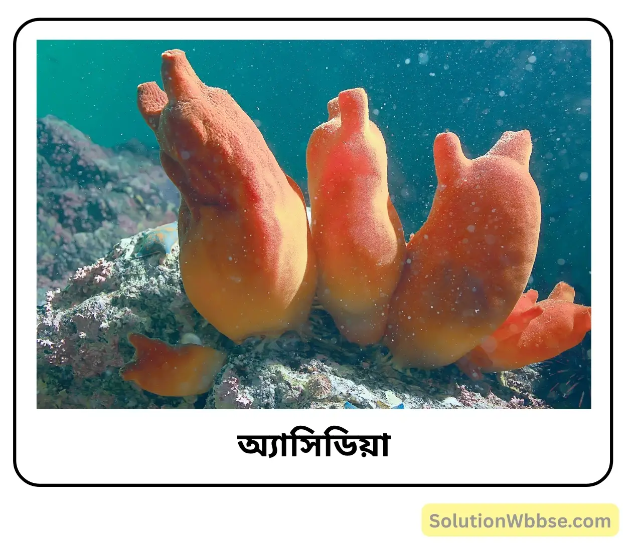 অ্যাসিডিয়া