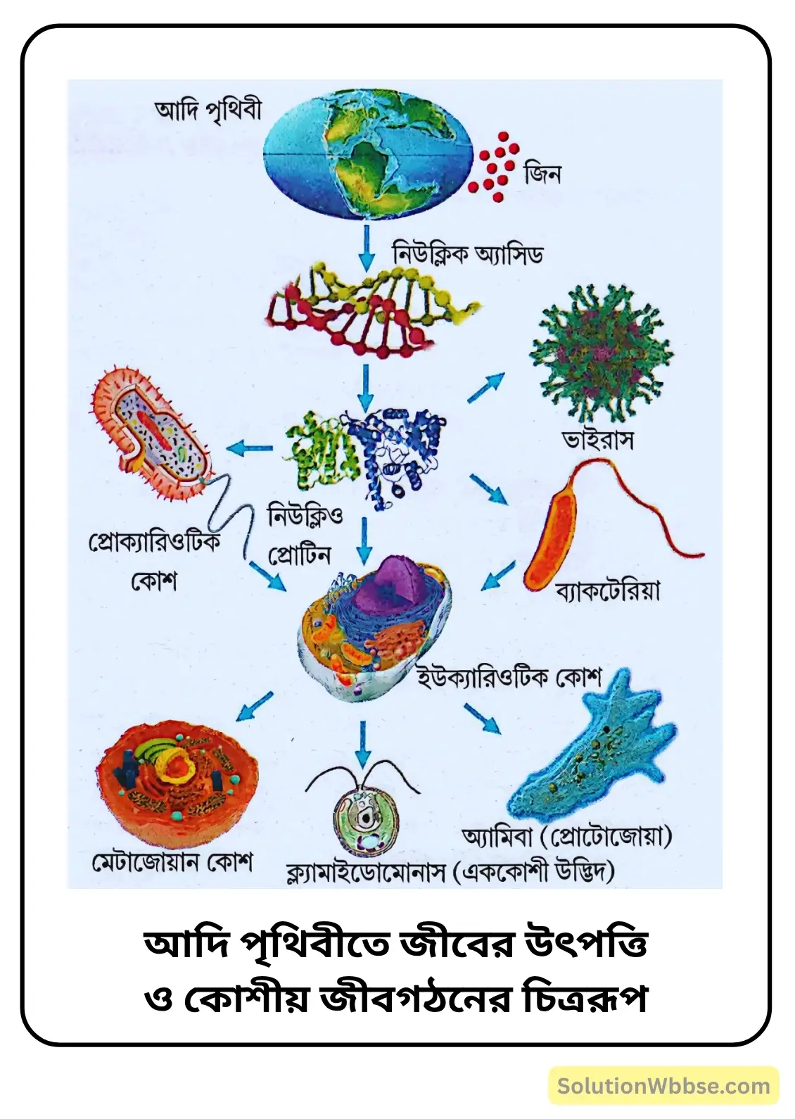 আদি পৃথিবীতে জীবের উৎপত্তি ও কোশীয় জীবগঠনের চিত্ররূপ