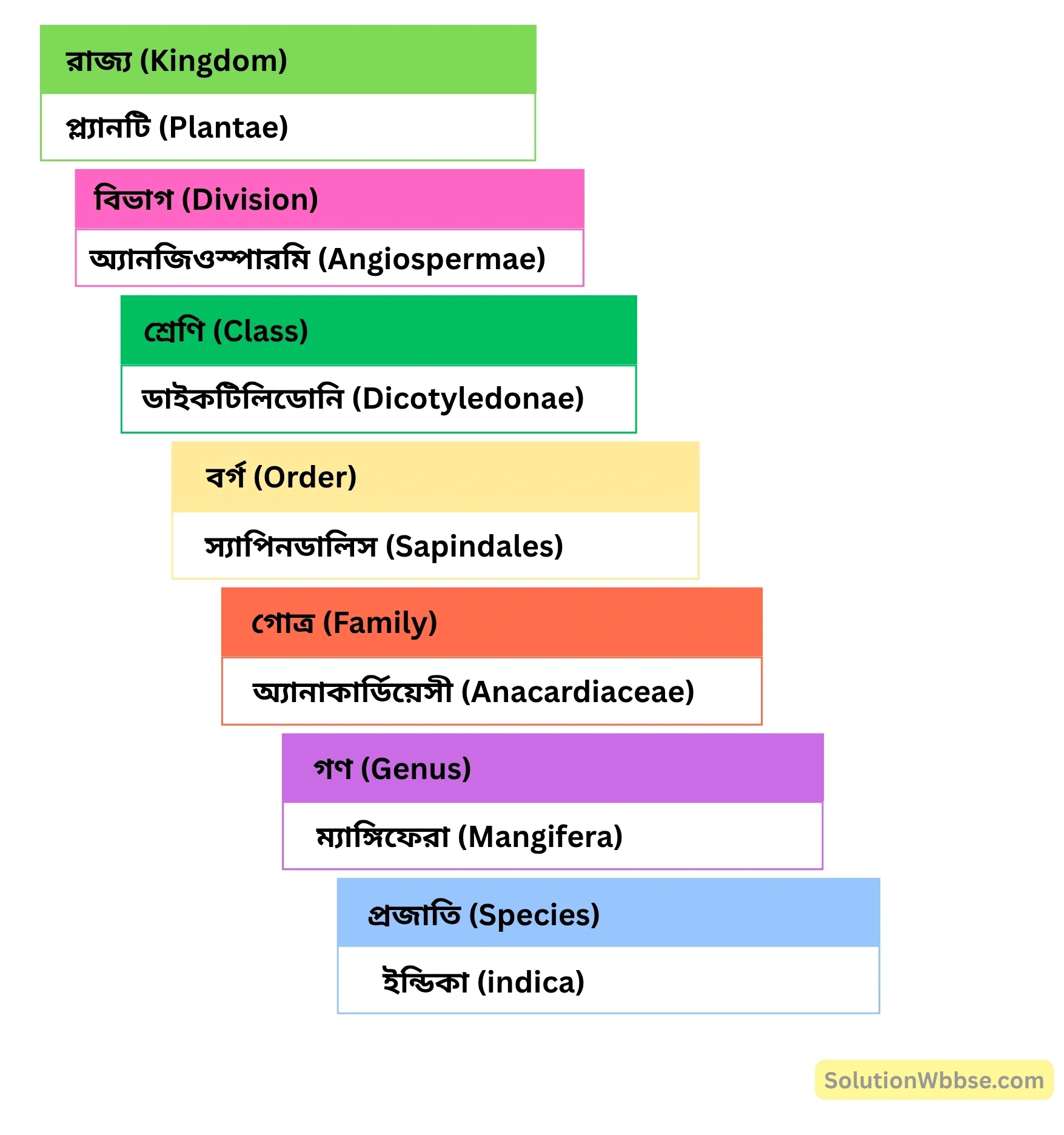 আম গাছের হায়ারার্কিয়াল শ্রেণিবিন্যাস