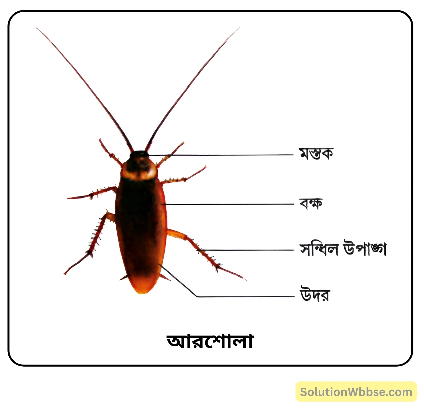 আরশোলা