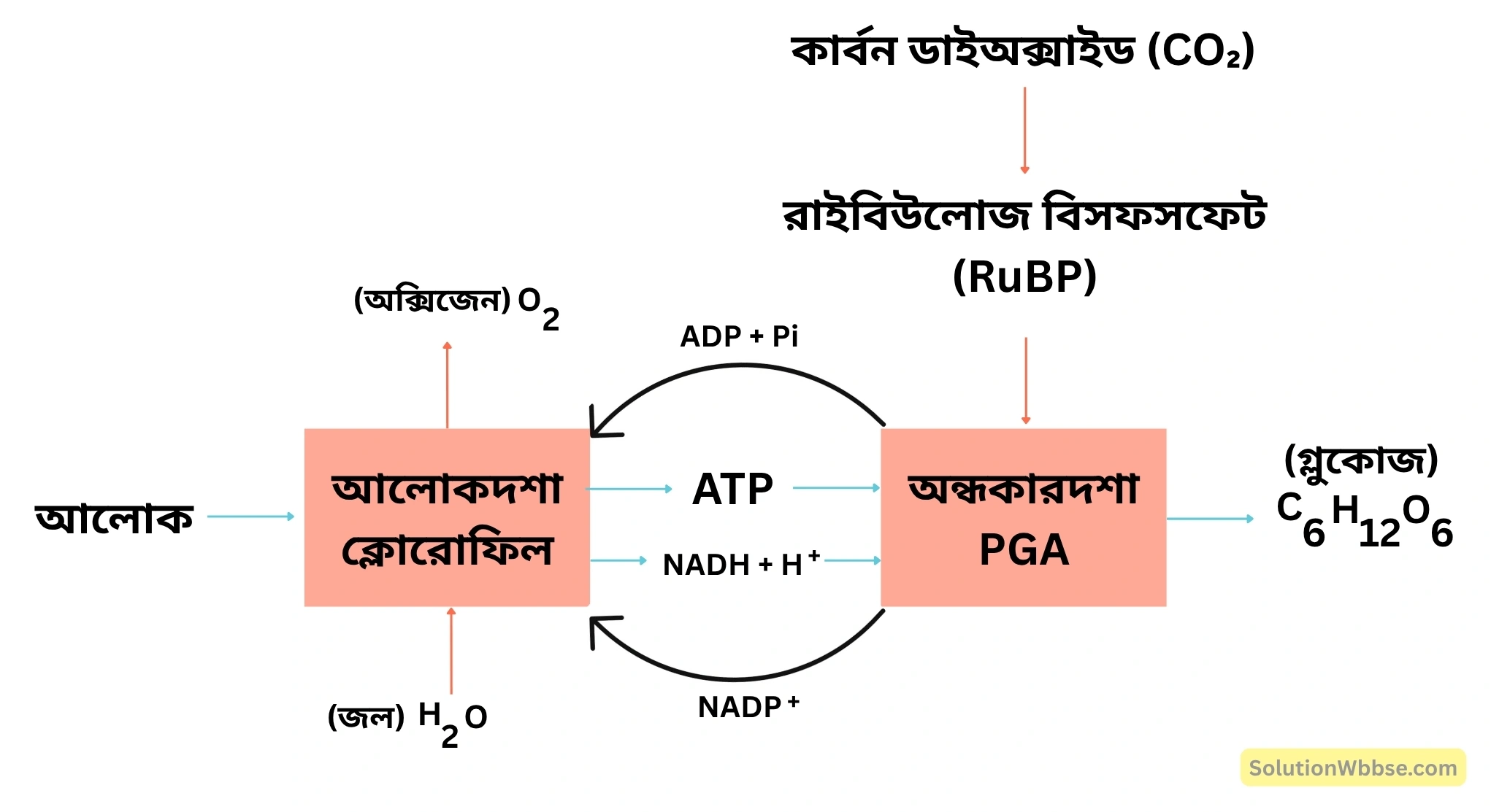 আলোকদশা ও অন্ধকারদশার পারস্পরিক নির্ভরশীলতা