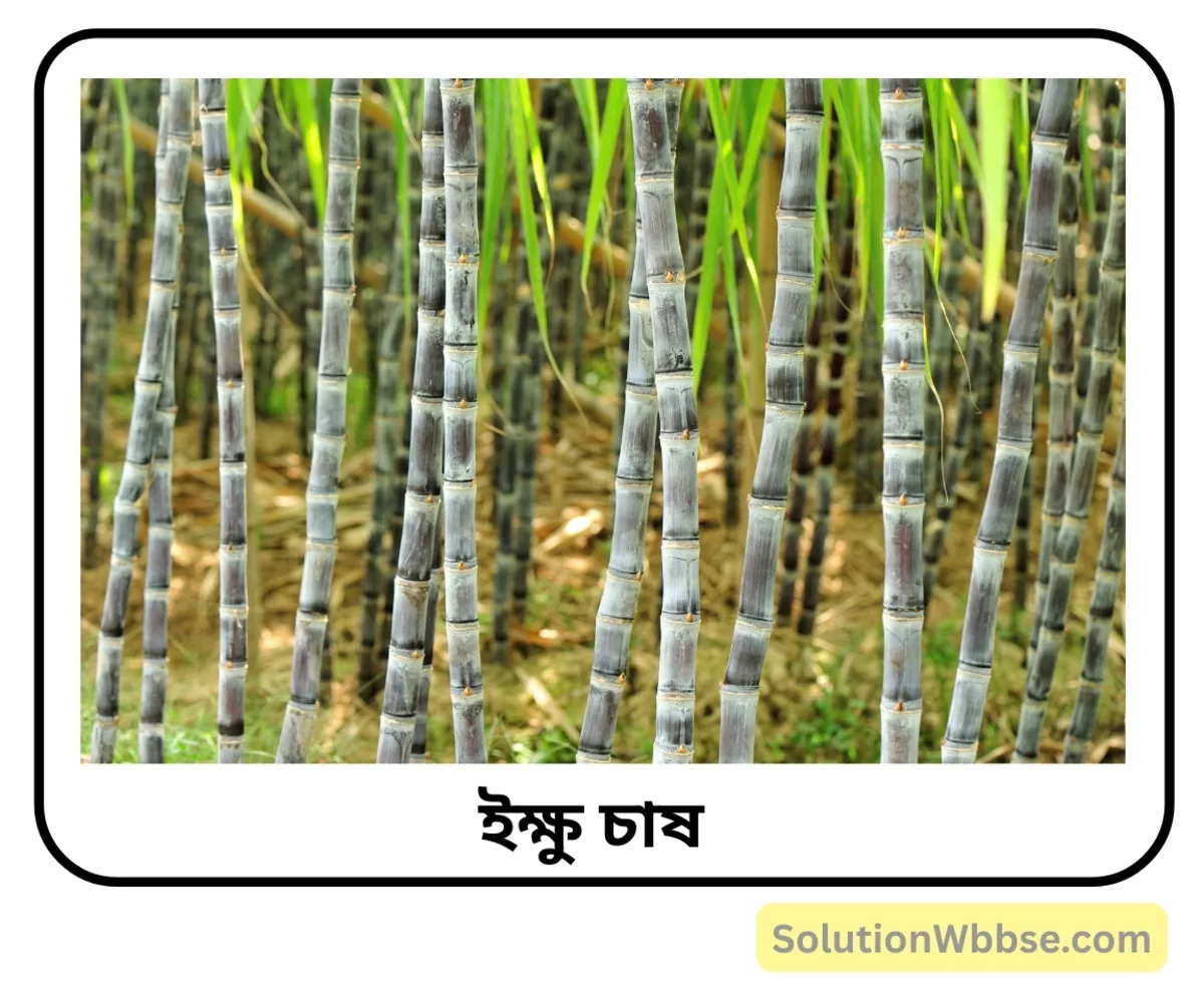 ইক্ষু চাষ