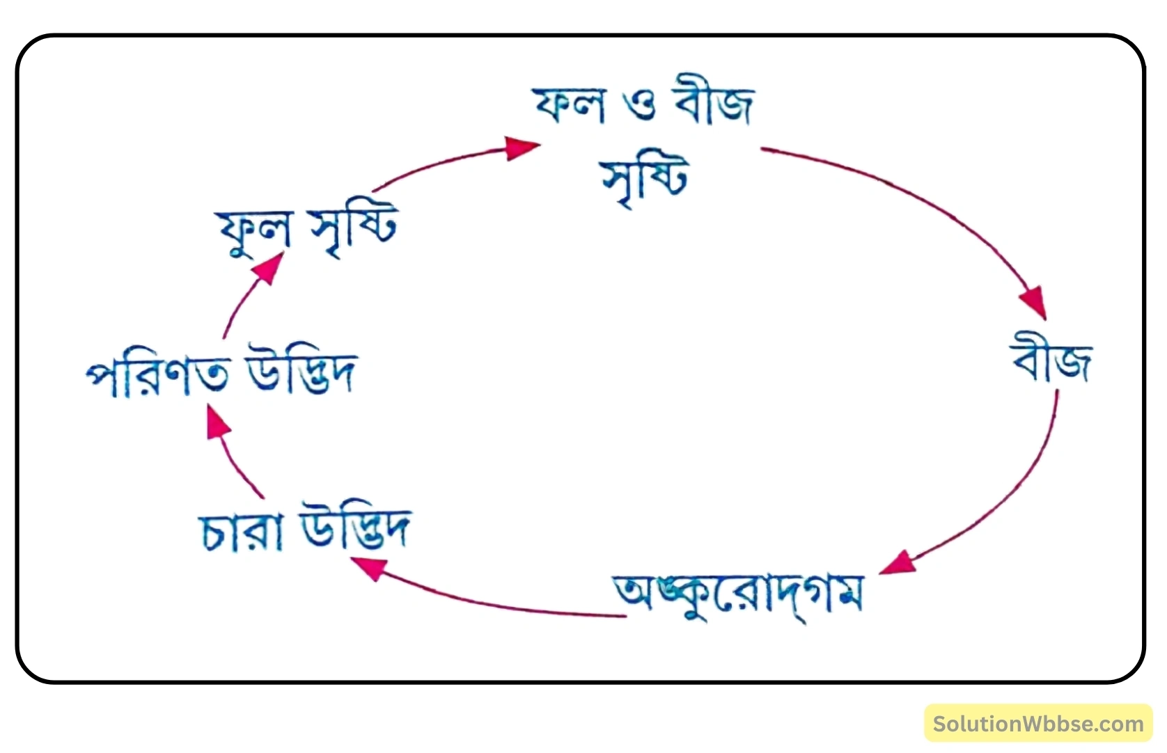 একটি সপুষ্পক উদ্ভিদের জীবনচক্র