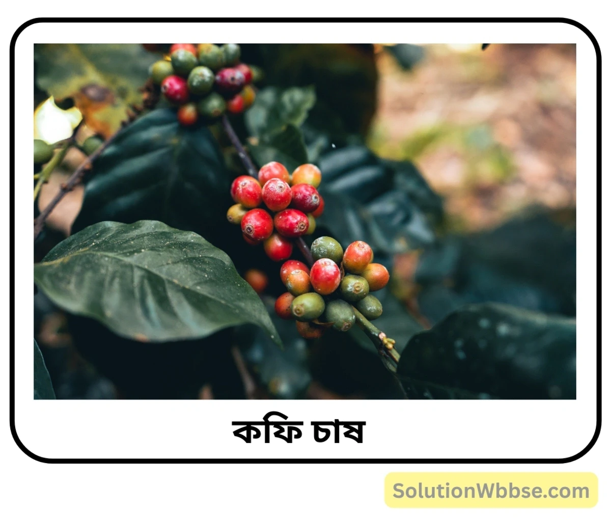 কফি চাষ