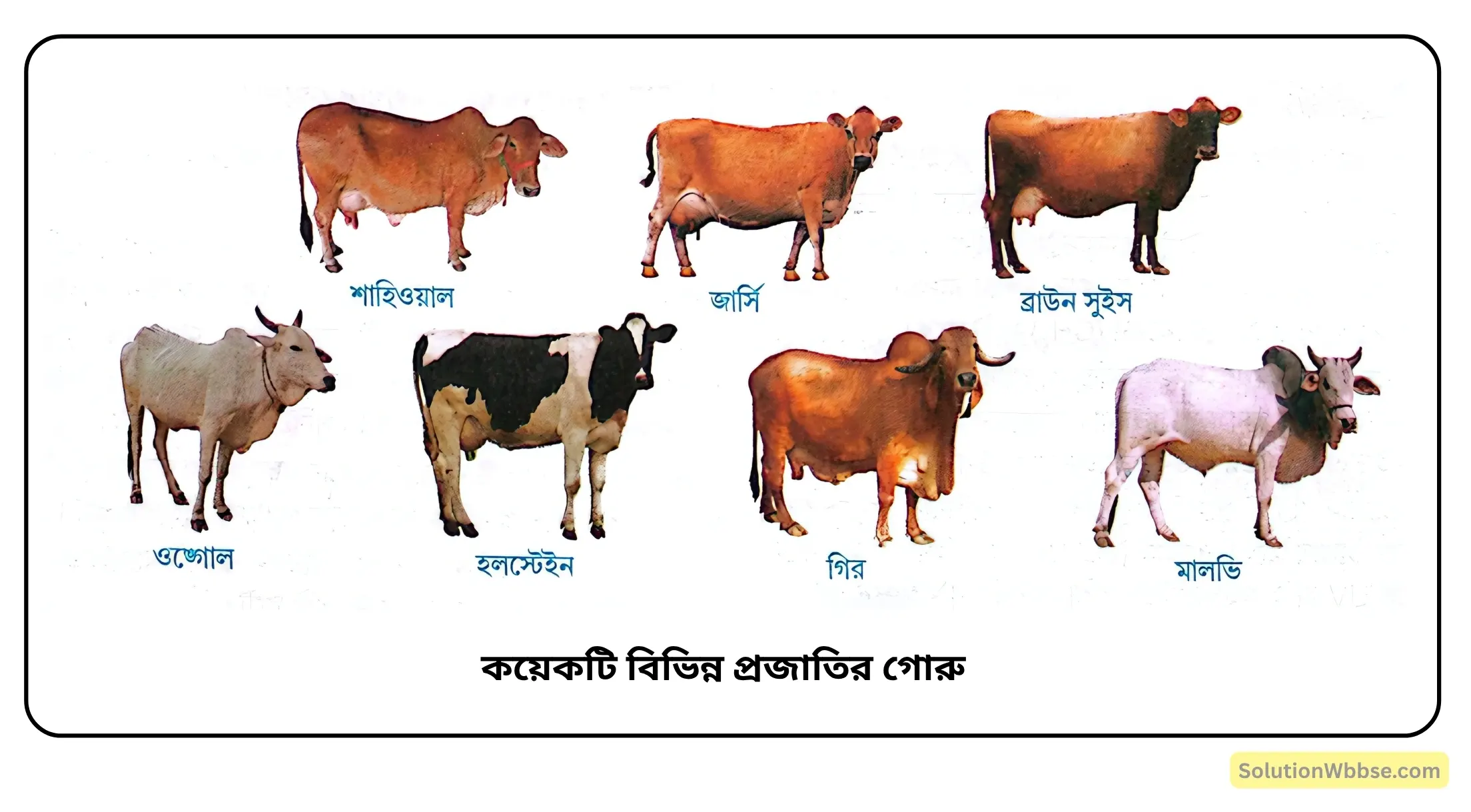 কয়েকটি বিভিন্ন প্রজাতির গোরু