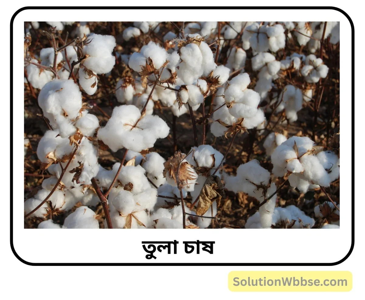ভারতে কার্পাস উৎপাদনের অনুকূল প্রাকৃতিক পরিবেশের বর্ণনা দাও। 2 কার্পাস উৎপাদন