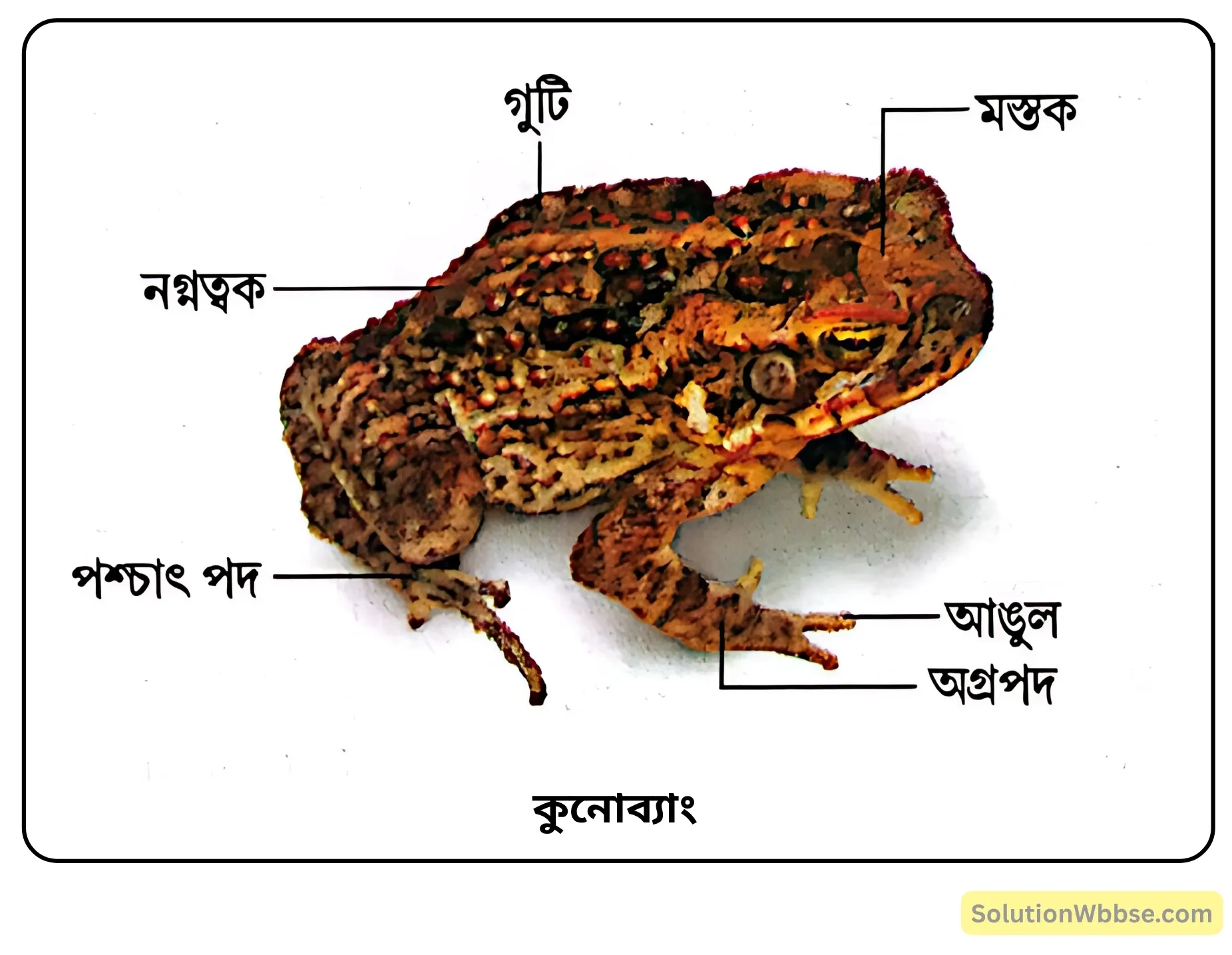 কুনোব্যাং