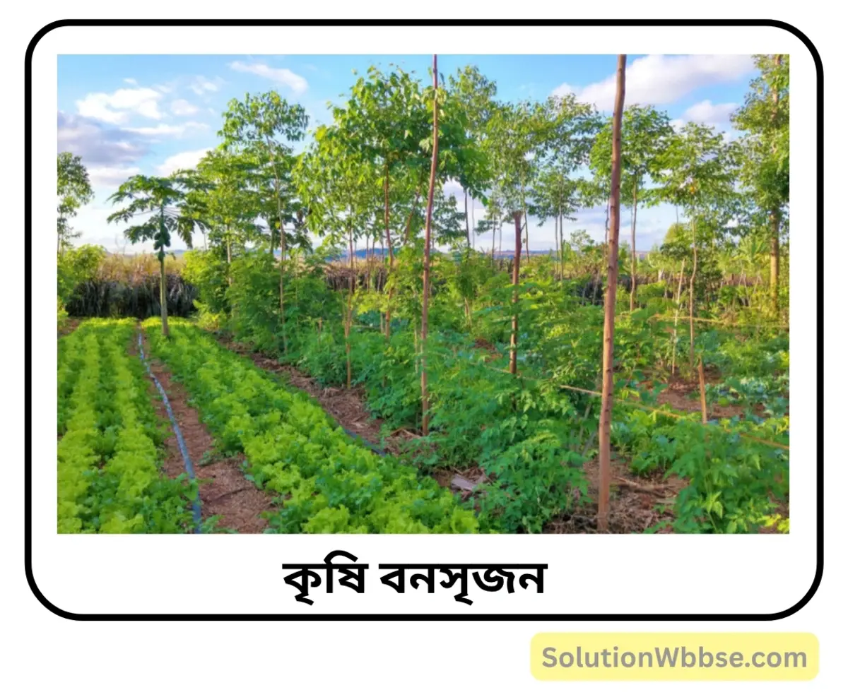 কৃষি বনসৃজন