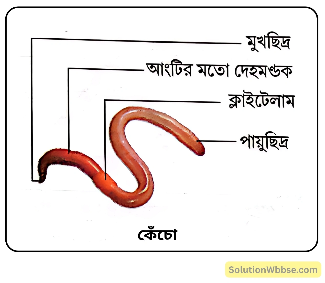 কেঁচো