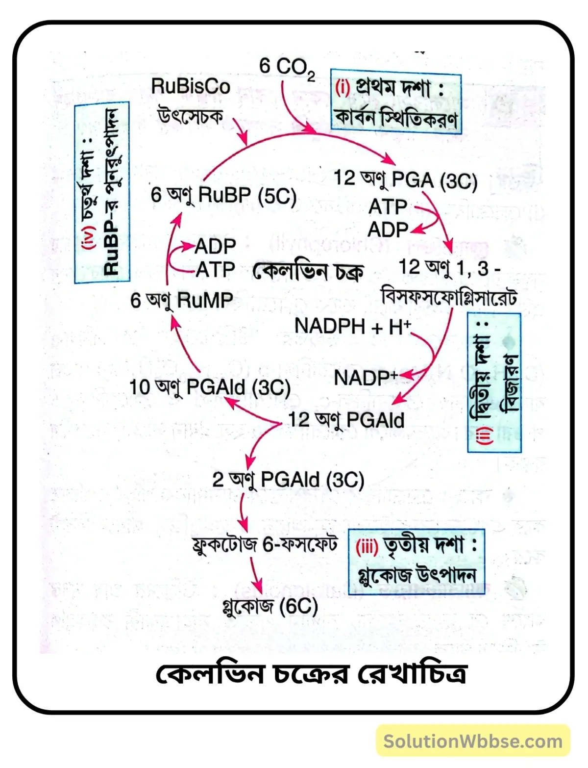 কেলভিন চক্রের রেখাচিত্র