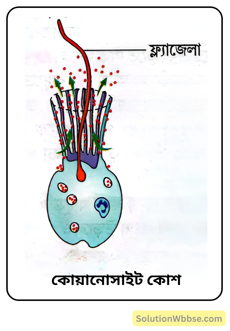 নবম শ্রেণী জীবনবিজ্ঞান - জীবন ও তার বৈচিত্র্য - জীবনের নানা বৈচিত্র্যের শ্রেণিবিন্যাস : ট্যাক্সোনমি - সংক্ষিপ্ত প্রশ্ন ও উত্তর 12 কোয়ানোসাইট কোশ