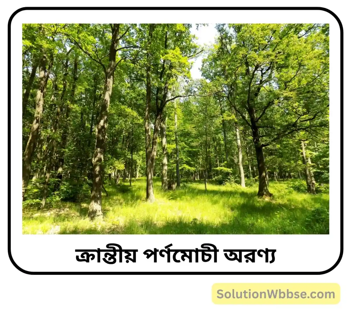 ক্রান্তীয় পর্ণমোচী অরণ্য