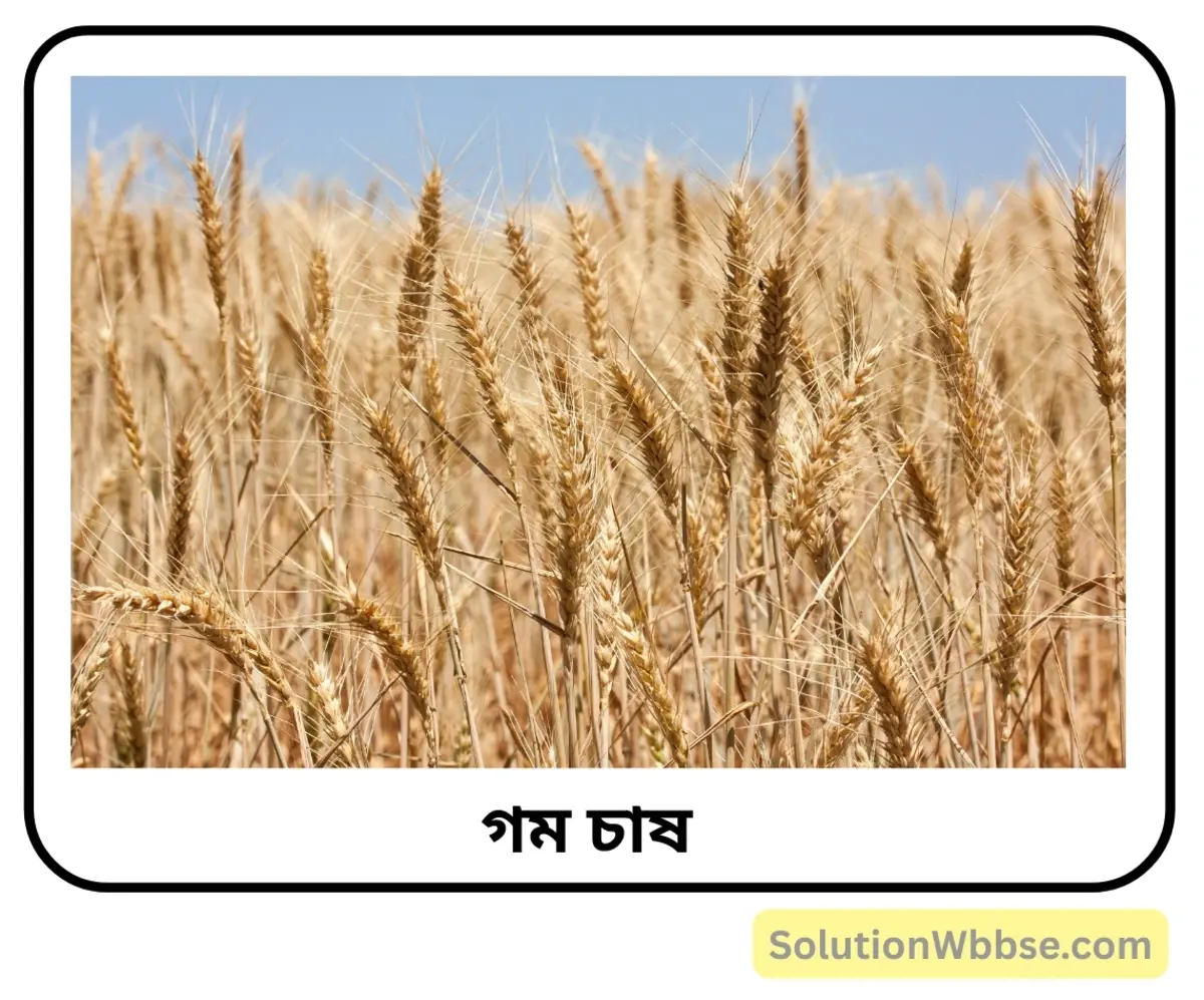 গম চাষের অনুকূল ভৌগোলিক পরিবেশের বর্ণনা দাও। 2 গম চাষ