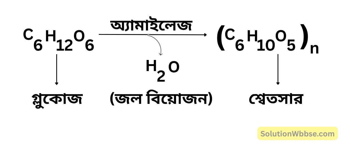 গ্লুকোজের শ্বেতসারে রূপান্তর